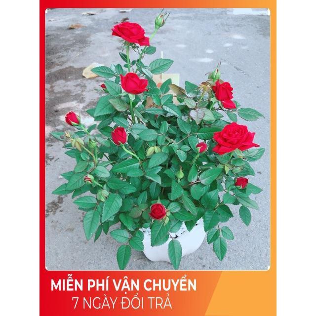 Chậu Hoa Hồng Có Hoa Sẵn