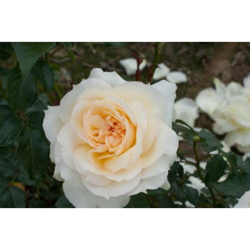 Hoa hồng Tchaikovsky Rose - hồng bụi, màu trắng kem, hoa thơm