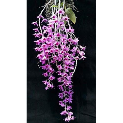 Phi điệp tím phú thọ hàng gieo hạt - PDTPTHGH