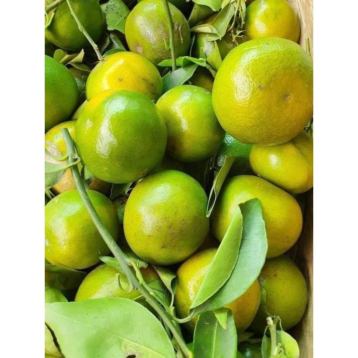 GIỐNG CÂY QUÝT ĐƯỜNG ÔN CHÂU