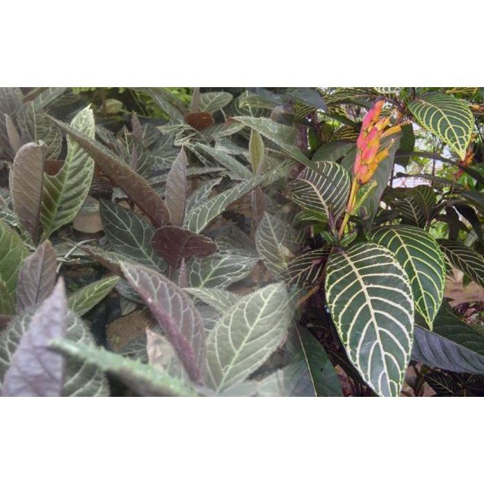 Cây giống cây xăng sê