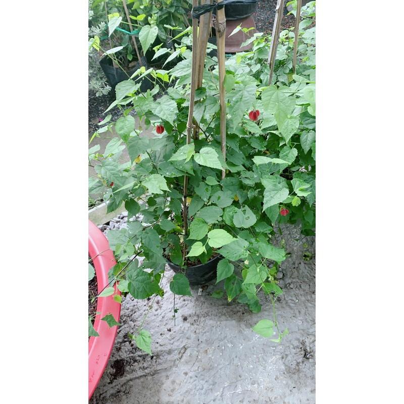 Bụi Cây Lồng Đèn Lớn