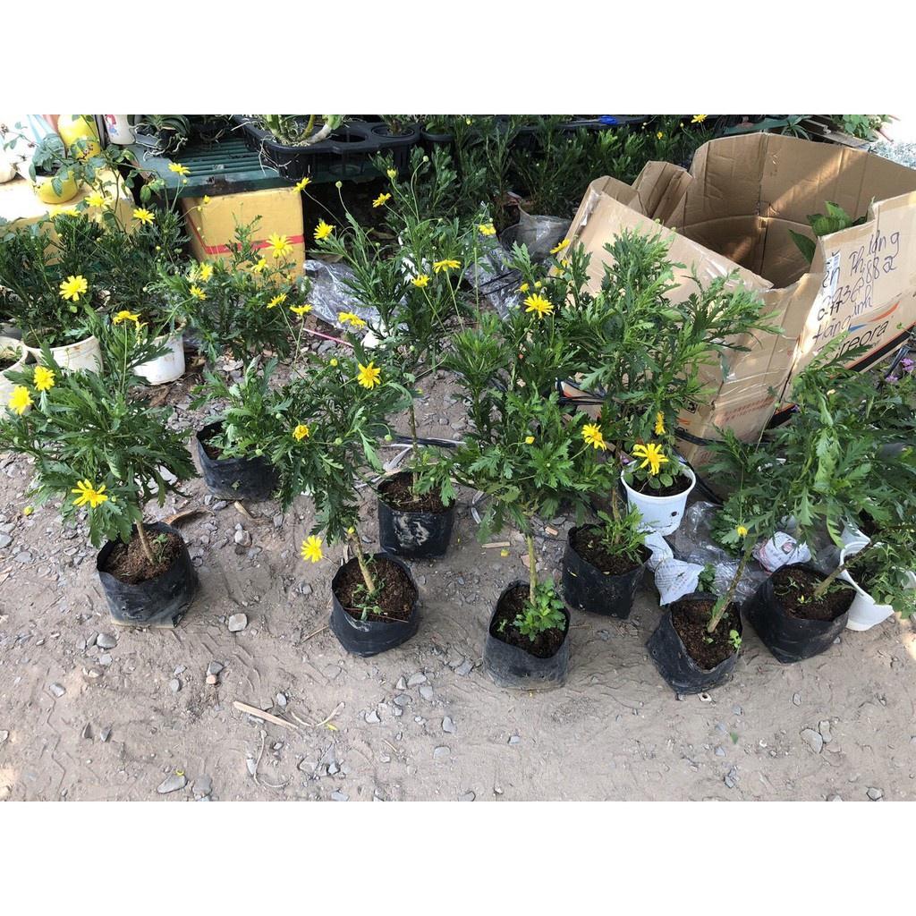 Cây cúc thân gỗ dáng TREE đang sẵn hoa nhiều nụ, cây lâu năm dễ trồng