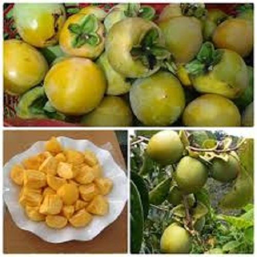 Cây HỒNG GIÒN