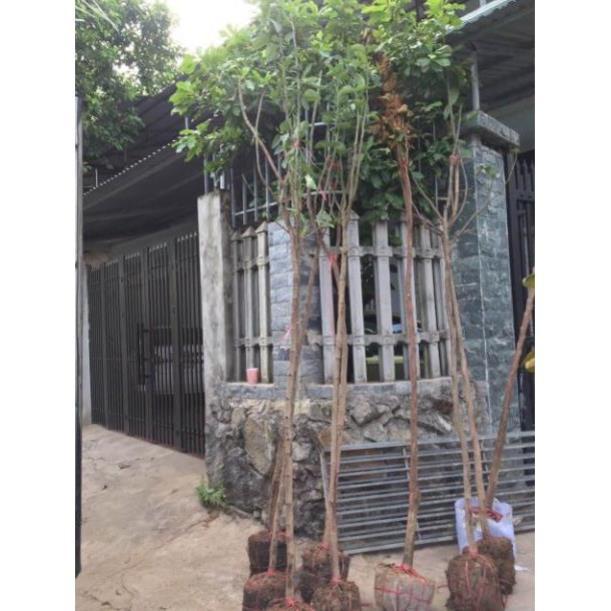 Muồng hoàng yến