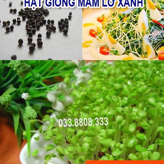 HẠT GIỐNG RAU MẦM SUP LƠ XANH