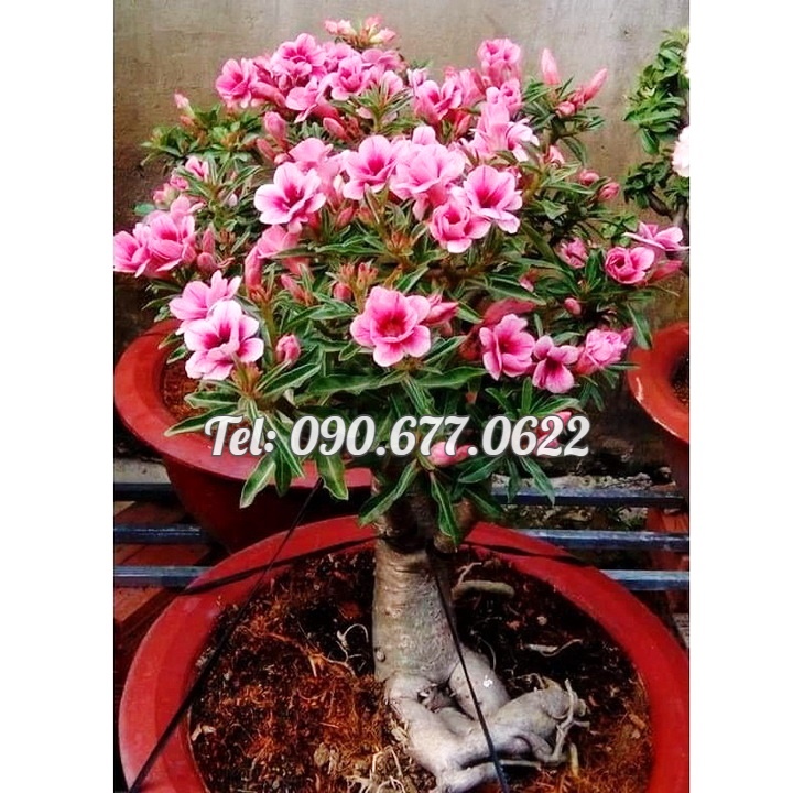Hạt giống hoa sứ kép Thái Lan mix 2 màu - Bịch 10 hạt – Mã số 1596