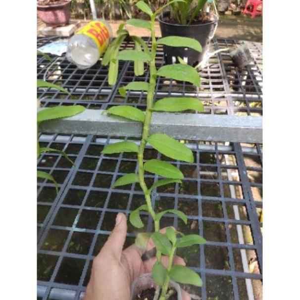 Hoa lan Giả Hạc Hồng Long