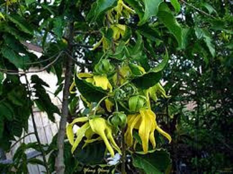 CÂY GIỐNG CÂY NGỌC LAN HOA VÀNG