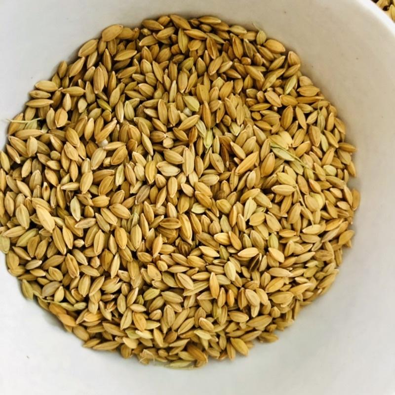 Lúa tiêu ruột đỏ, thức ăn yêu thích chim cu gáy 1kg
