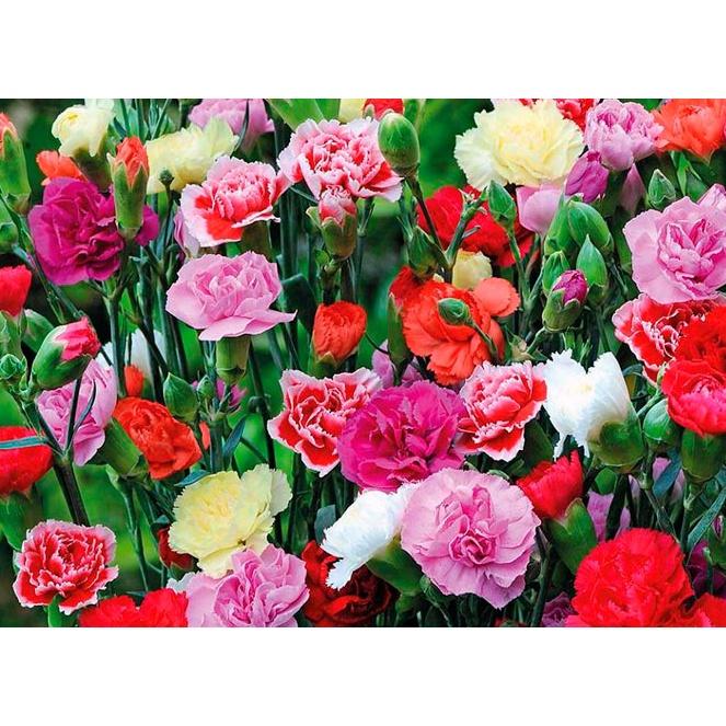 Hạt Giống Hoa Cẩm Chướng Kép Mix Màu KNS3599 - Gói 50 hạt