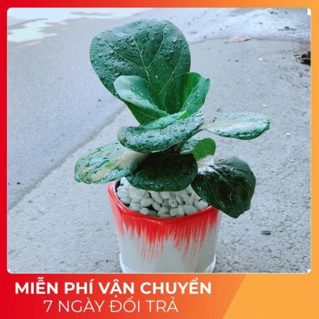 Chậu Bàng Singapore