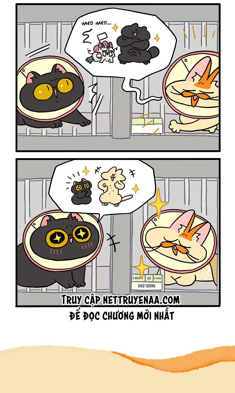 a mãn và mạch trà chapter 19 6