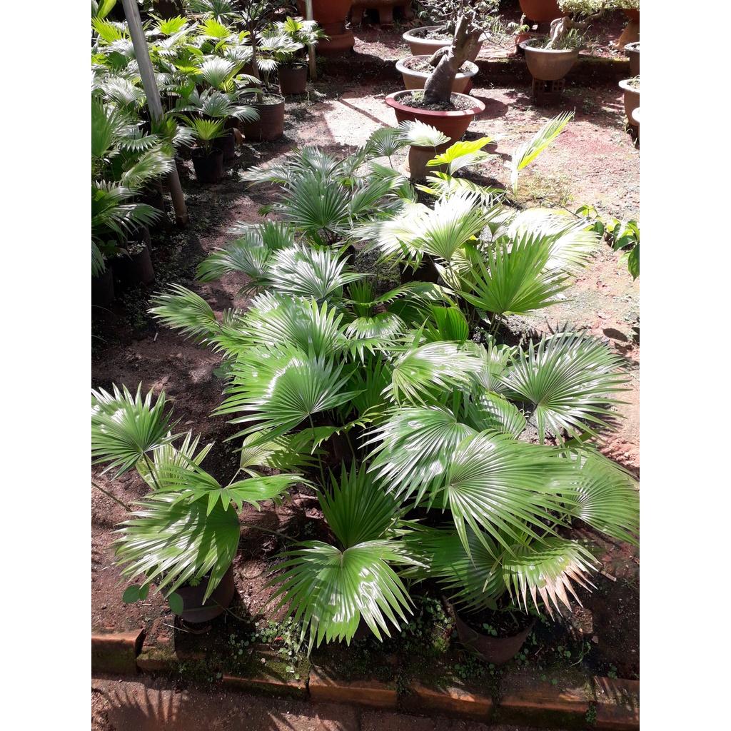 Cây GIỐNG CỌ CẢNH *