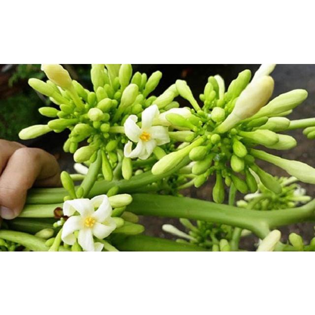 Cây đu đủ đực giống