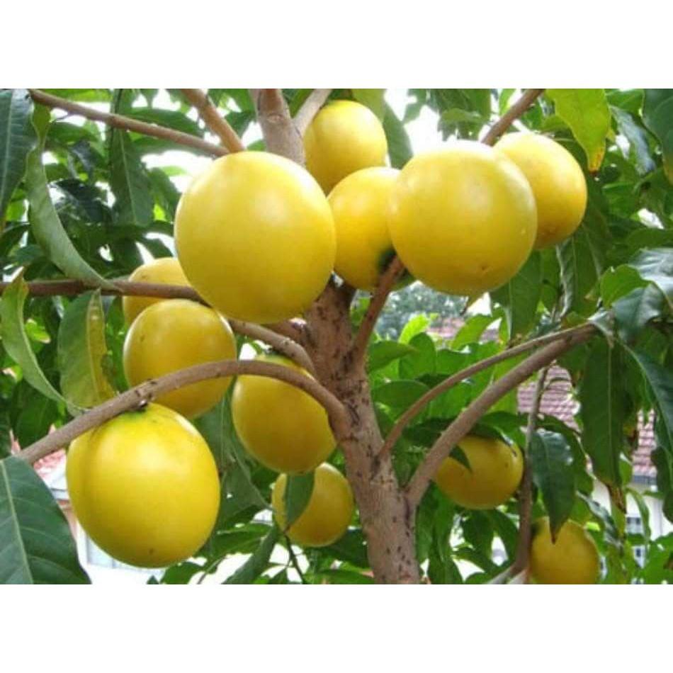 CÂY GIỐNG VÚ SỮA HOÀNG KIM