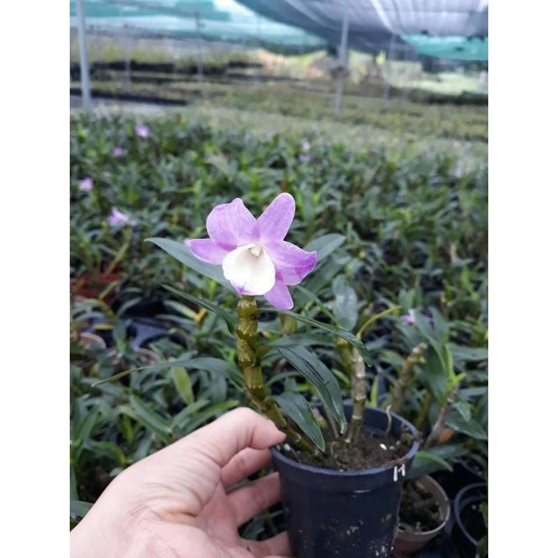 Hoa phong lan _ denro hồng phấn