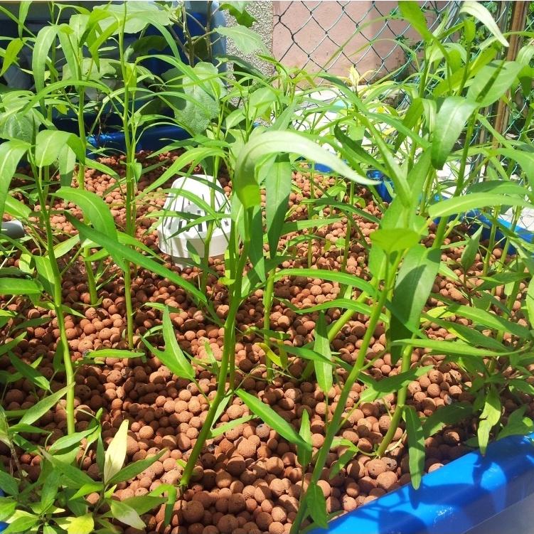 Hạt giống rau muống lá tre Rado 12 gói 50gr