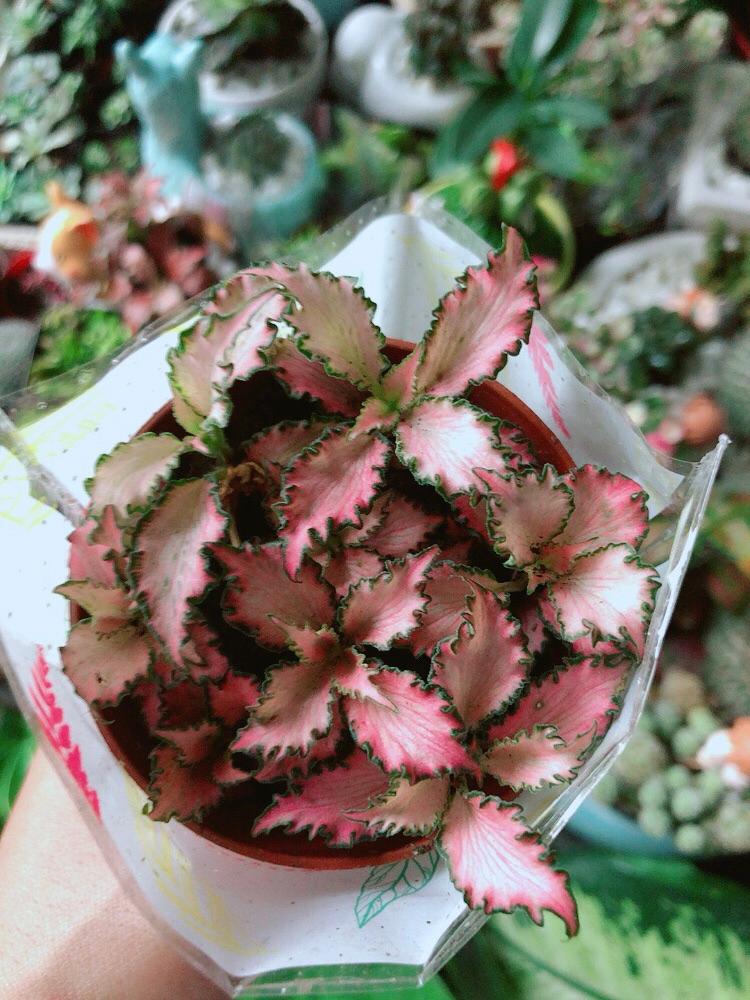 Lá Cẩm Nhung Hồng Xoăn