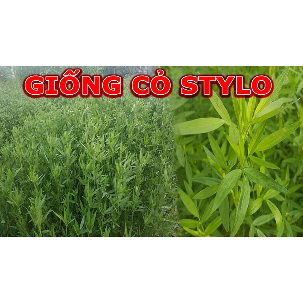 Hạt Cỏ Chăn Nuôi Stylo - Cỏ Họ Đậu - Gói - Hạt Giống Cỏ Chăn Nuôi
