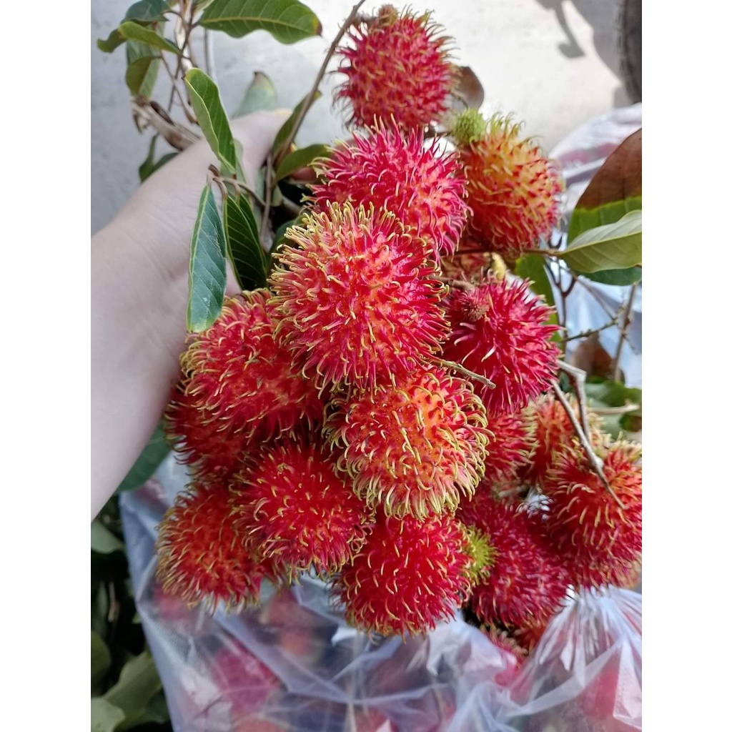 Cây giống Chôm Chôm Java