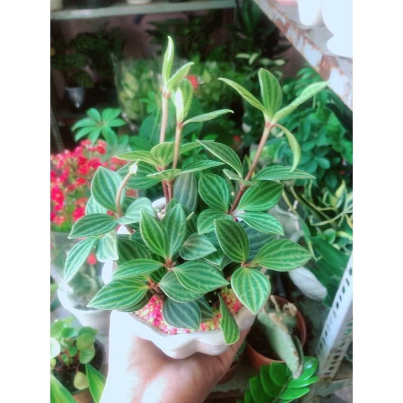 Chậu Cây Hột Xoàn Thái