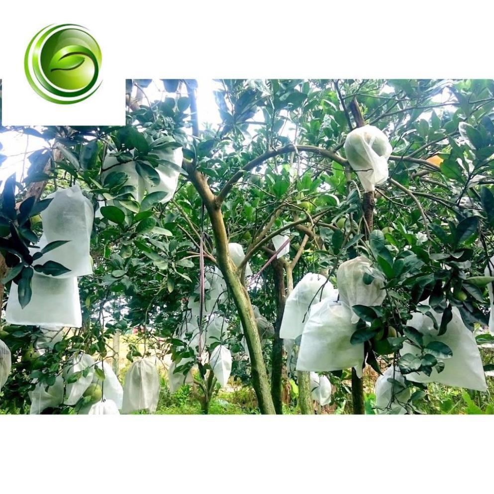 BỌC BƯỞI TÚI VẢI SÉT 50TÚI 25X30CM