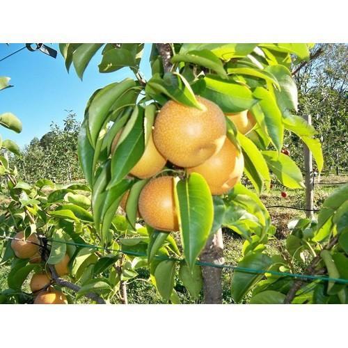 CÂY GIỐNG LÊ NÂU