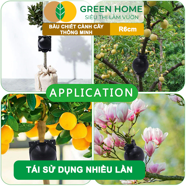 Bầu Chiết Cành GreenHome, R6cm(1 Thùng 100 CÁI), Tăng Khả Năng Ra Rễ, Phù Hợp Với Mai Vàng, Ổi, Mận
