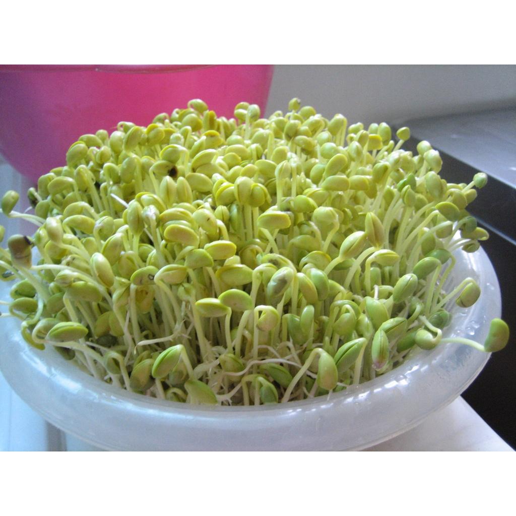Hạt Giống Mầm Giá Đậu Xanh, Mầm Giá Đỗ 100gr