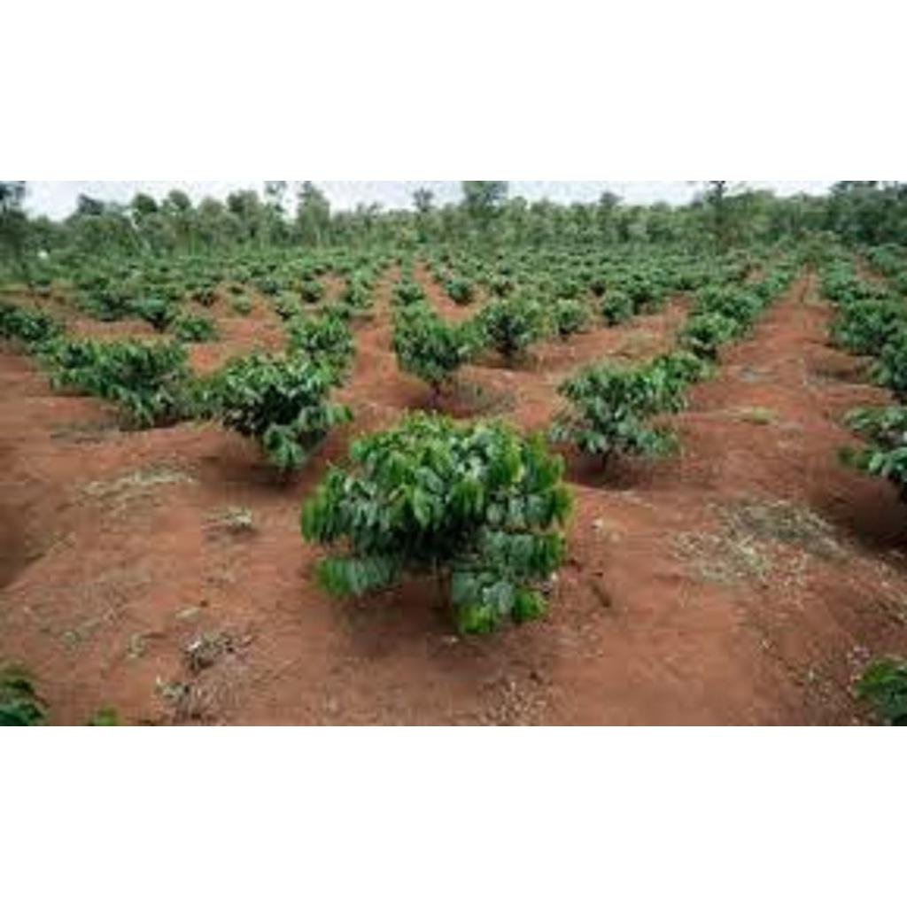Cây giống Cà Phê TR9 ghép CAO SẢN . .