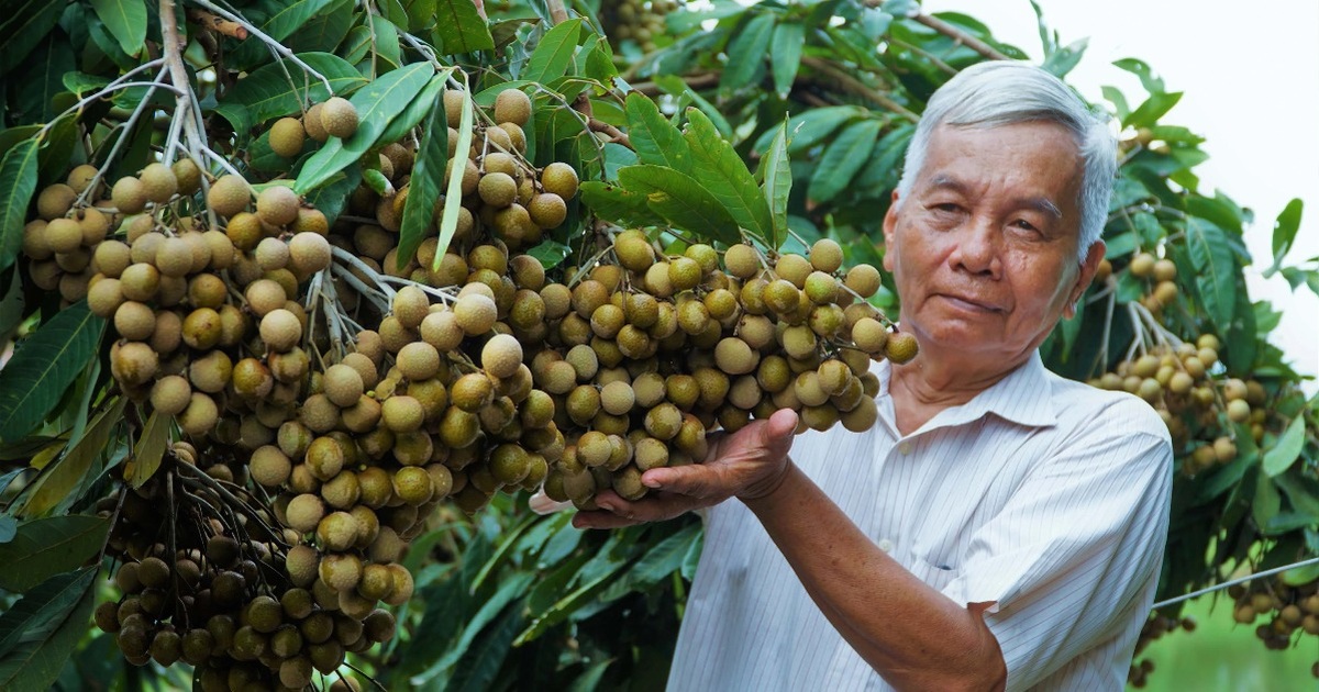 Cây giống nhãn tiêu siêu sai
