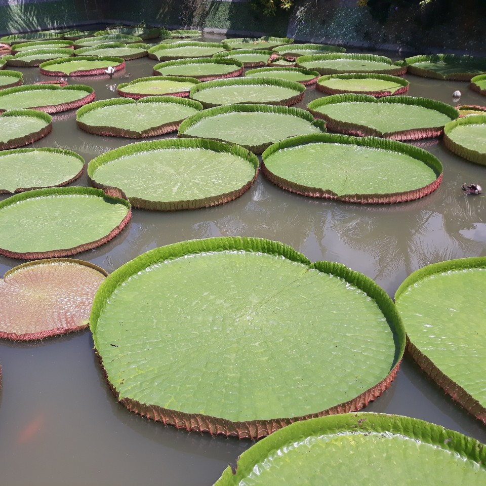 TOUR VƯỜN CHÀ LÀ - CÁ LÓC BAY - CHÙA LÁ SEN KHỔNG LỒ 1 NGÀY - HAPPY TOUR 