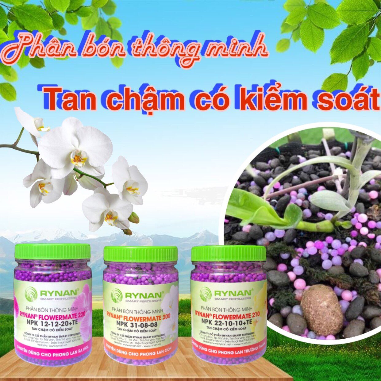 COMBO MÙA MƯA “ĐÁNH BAY” NỖI LO CHO CÂY