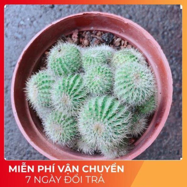 Xương Rồng Bụi Khế