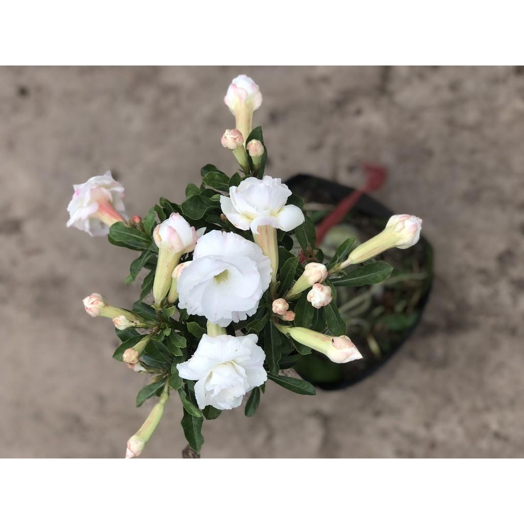 Chậu sứ Thái gốc to hoa màu trắng