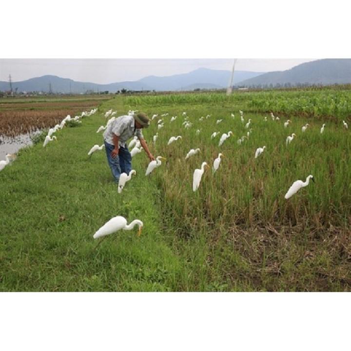 Keo bẫy chim cò, vạc và bẫy cả chuột.