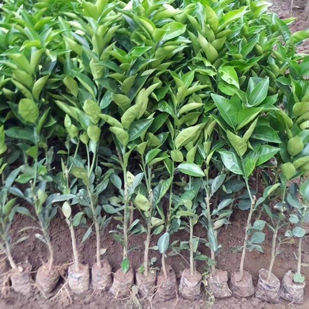 Cây giống Bưởi ruột đỏ Tiến Vua, cây giống thế hệ mới năng suất cao, chịu hạn, ít sâu bệnh