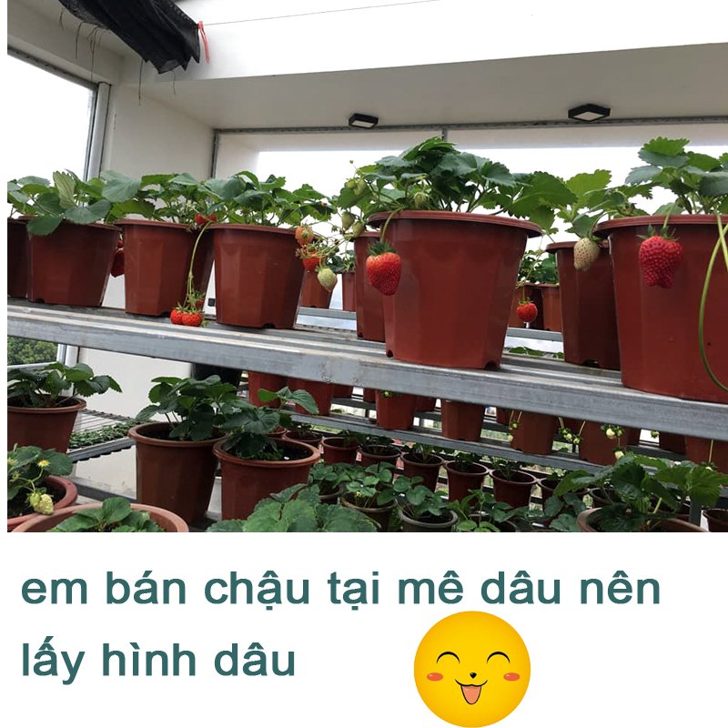 10 CHẬU nhựa trồng cây E320 chất lượng dáng cao giữ ẩm được lâu hơn đường kính 26.5x25cm-77496