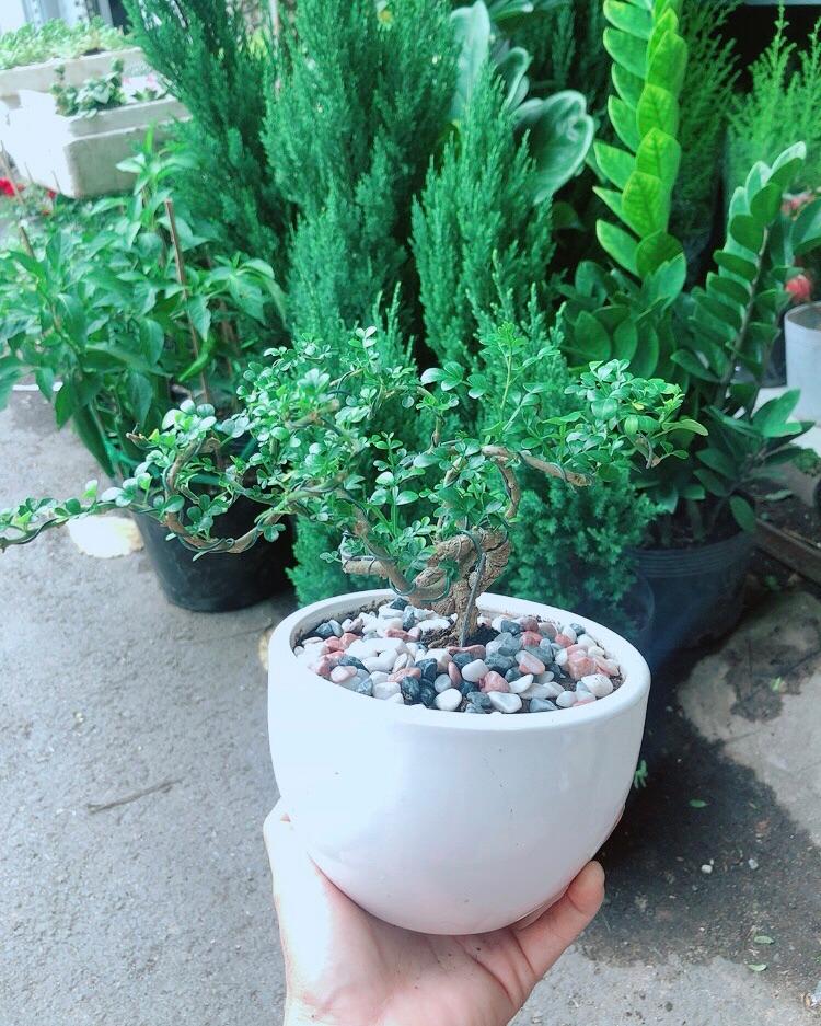 Chậu Cây Cần Thăng