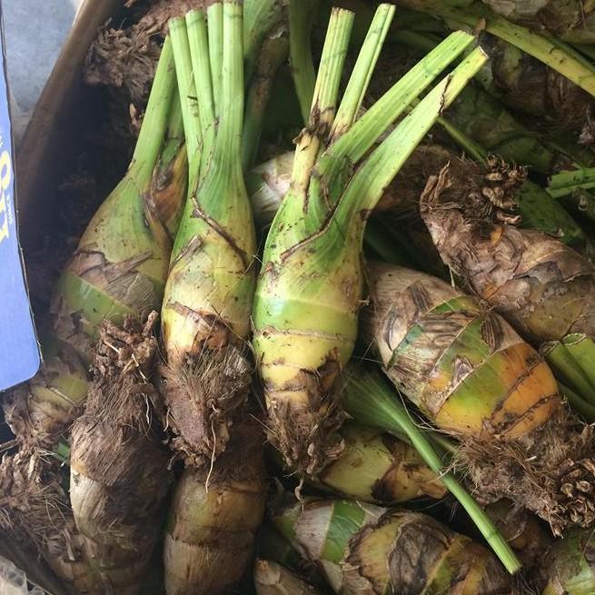 Củ giống hoa địa lan santo hoa màu hồng