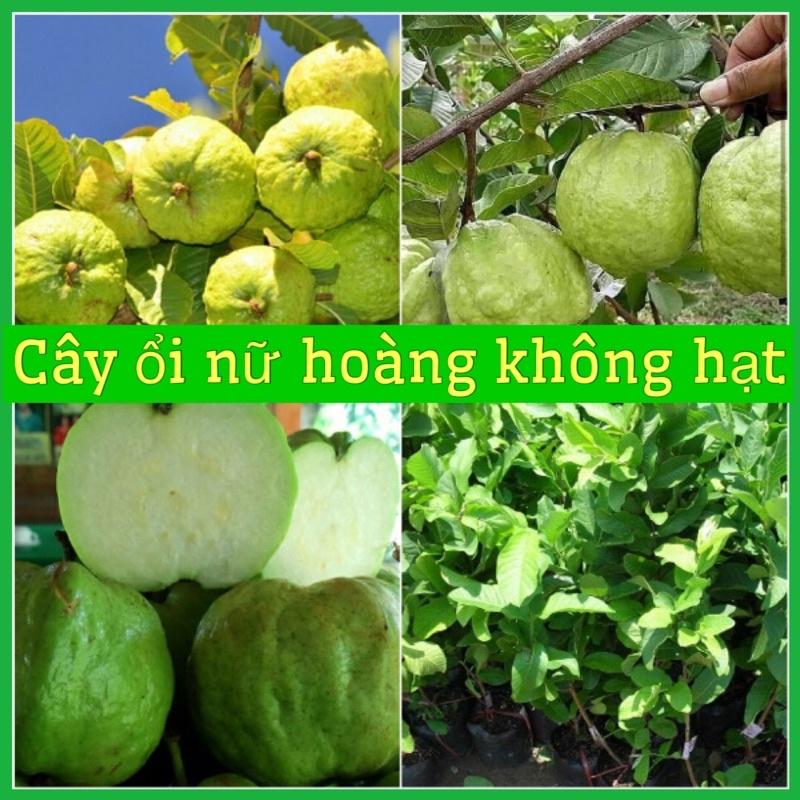 Cây ổi nữ hoàng không hạt cao 50-70cm