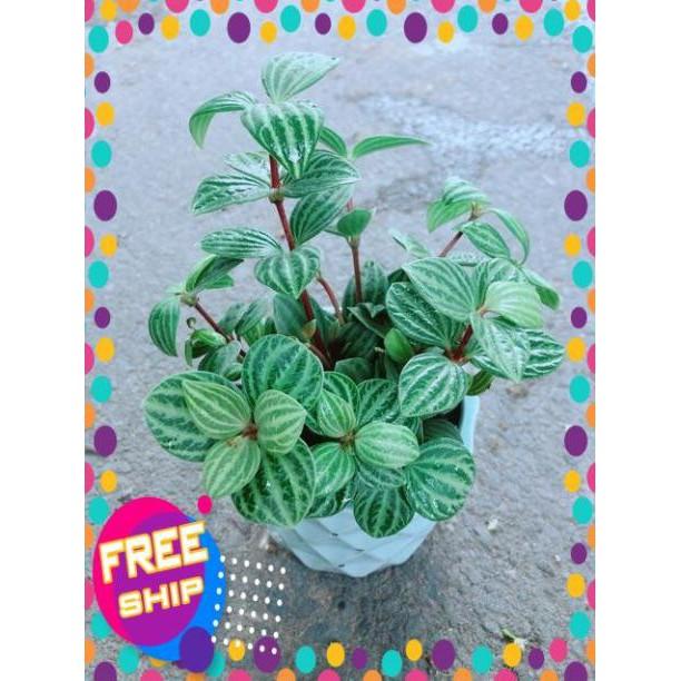 Chậu Cây Kim Cương Hột Xoàn