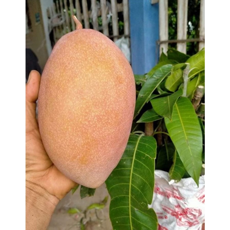CÂY GIỐNG XOÀI HỒNG THÁI KHỔNG LỒ