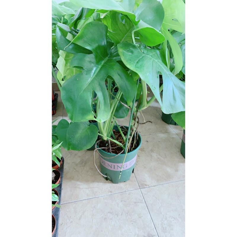 Trầu Bà Lá Rách