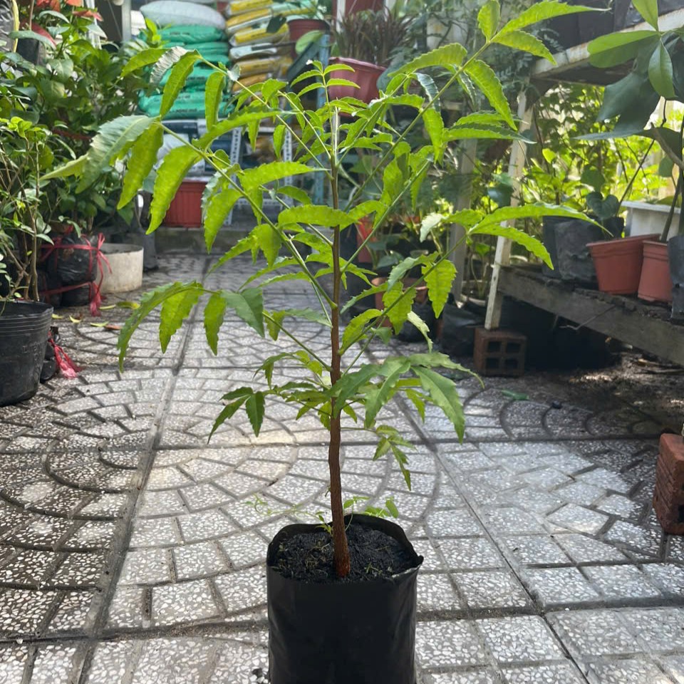 Cây sầu đâu cao khỏe mạnh cao khoảng 40cm