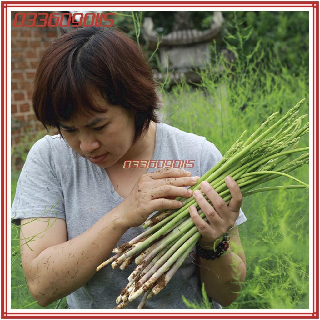 Túi 1g Hạt giống cây măng tây xanh cao sản F1 - hạt giống tuyển chọn loại 1