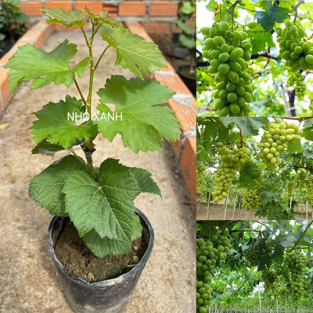 Cây nho giống các loại dễ trồng nhất tại khí hậu Việt Nam. Nho Xanh, Nho Đỏ, Nho Ngón Tay Đỏ, Nho Hạ Đen, Nho Mẫu Đơn