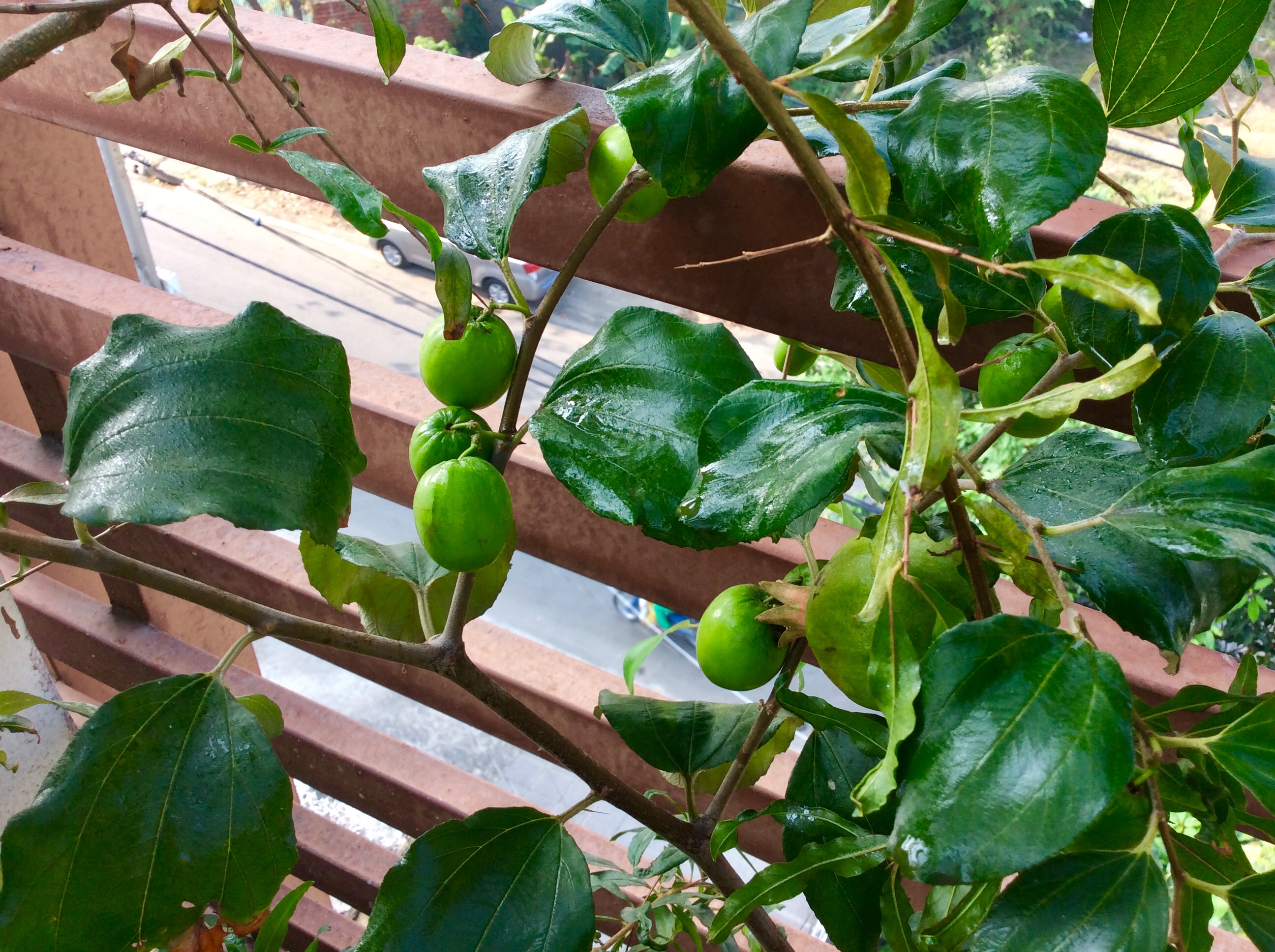 1L Phân Hữu Cơ Đạm Cá Tôm giàu Kali pha ra 400L Bón Cây Ăn Trái, Rau & Hoa Cảnh