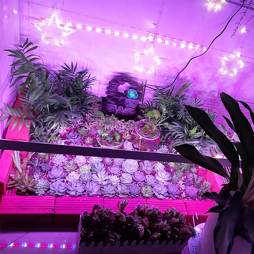Combo 2 Đèn LED Trồng Cây và Rau Thủy Canh Trong Nhà Kính với anh sáng tím hồng giúp cây trồng và rau trong nhà phát triển nhanh